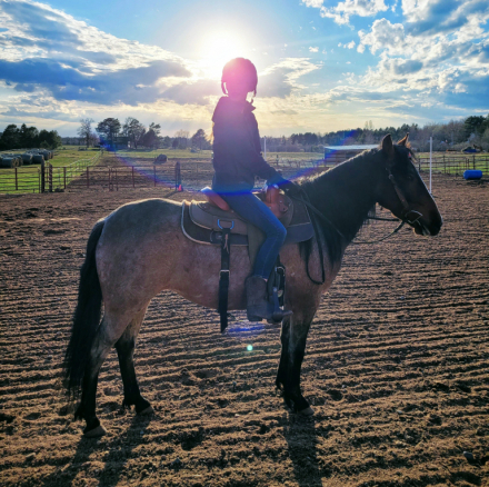 HorseID: 2315787 Mika - PhotoID: 1102025