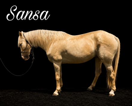 HorseID: 2315795 Rahella - PhotoID: 1102787