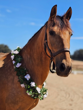 HorseID: 2315796 ITACA BCO - PhotoID: 1102036