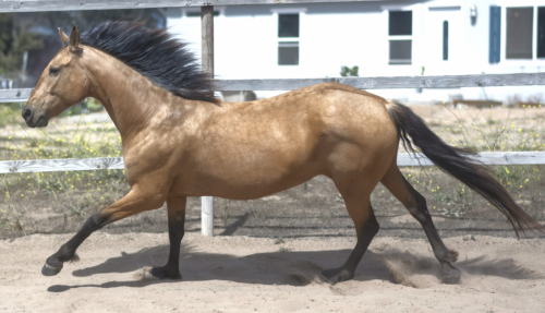 HorseID: 2315796 ITACA BCO - PhotoID: 1102037