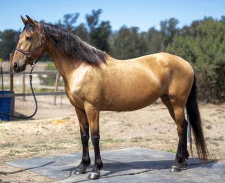 HorseID: 2315796 ITACA BCO - PhotoID: 1102038