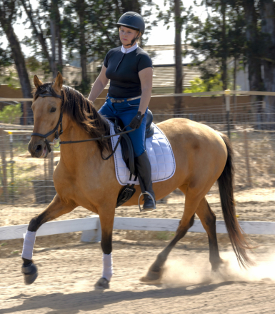 HorseID: 2315796 ITACA BCO - PhotoID: 1102039