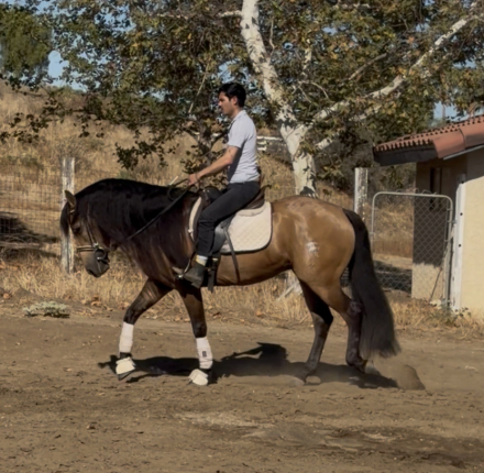HorseID: 2315800 Bailey - PhotoID: 1102044