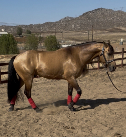 HorseID: 2315800 Bailey - PhotoID: 1102045