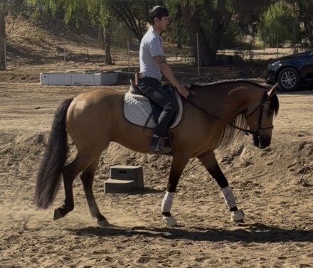HorseID: 2315800 Bailey - PhotoID: 1102046