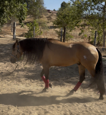HorseID: 2315800 Bailey - PhotoID: 1102047