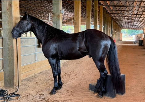HorseID: 2315805 August - PhotoID: 1102049