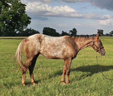 HorseID: 2315806 Smart Miss Tariann - PhotoID: 1102050