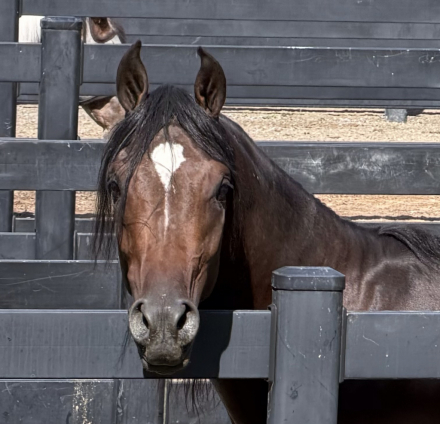 HorseID: 2315807 FHR Darkh Night - PhotoID: 1102052