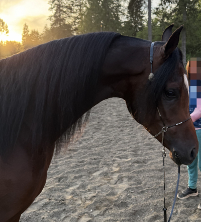 HorseID: 2315807 FHR Darkh Night - PhotoID: 1102053