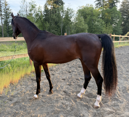 HorseID: 2315807 FHR Darkh Night - PhotoID: 1102054