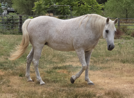 HorseID: 2315811 Sheez Prestige-N-Silver - PhotoID: 1102238