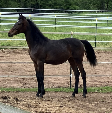 HorseID: 2315815 Imagine Moi Sombre MR - PhotoID: 1102579