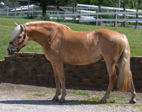 HorseID: 2315816 Heidie HTE - PhotoID: 1102058