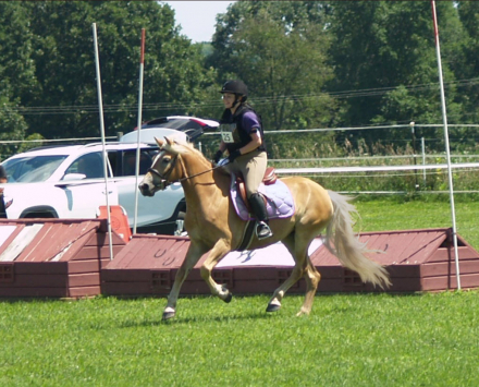 HorseID: 2315816 Heidie HTE - PhotoID: 1102059
