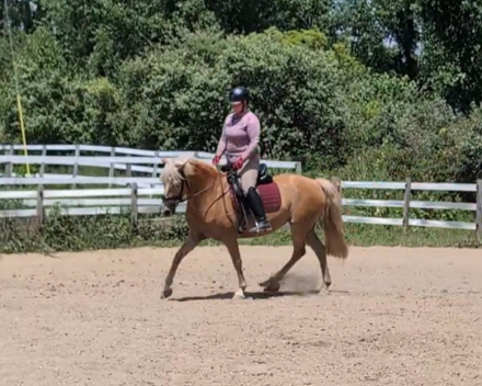 HorseID: 2315816 Heidie HTE - PhotoID: 1102060
