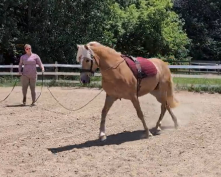 HorseID: 2315816 Heidie HTE - PhotoID: 1102061