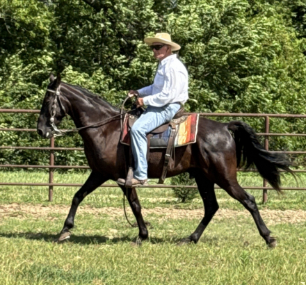 HorseID: 2315818 I'm Back in the Game - PhotoID: 1102062