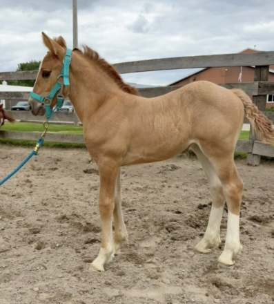 HorseID: 2315823 2026 Foal Gypsy Vanner Cross - PhotoID: 1102070