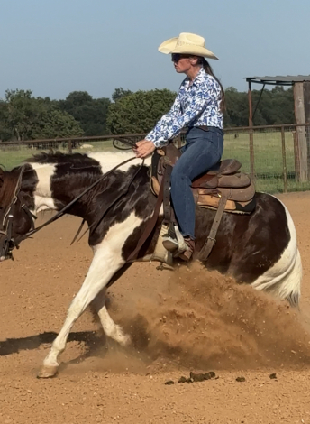 HorseID: 2315827 SHR LengendarySixtySix - PhotoID: 1102065