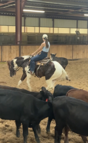 HorseID: 2315827 SHR LengendarySixtySix - PhotoID: 1102066