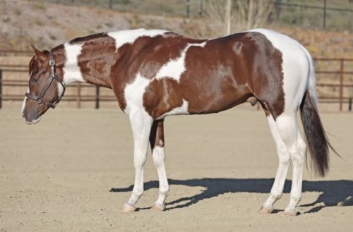HorseID: 2315827 SHR LengendarySixtySix - PhotoID: 1102067