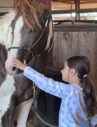 HorseID: 2315827 SHR LengendarySixtySix - PhotoID: 1102068