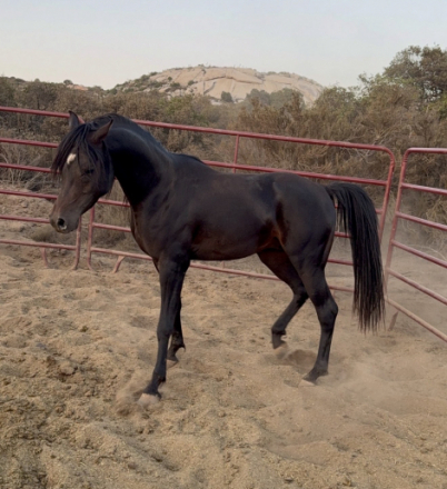 HorseID: 2315828 AL HATTAL - PhotoID: 1102069