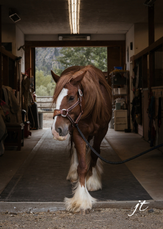 HorseID: 2315831 PWR Copper (Caesar) - PhotoID: 1102073