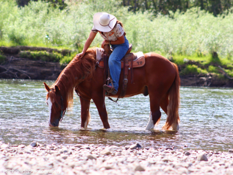HorseID: 2315831 PWR Copper (Caesar) - PhotoID: 1102074