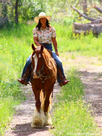 HorseID: 2315831 PWR Copper (Caesar) - PhotoID: 1102075