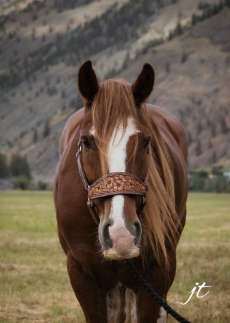 HorseID: 2315831 PWR Copper (Caesar) - PhotoID: 1102076