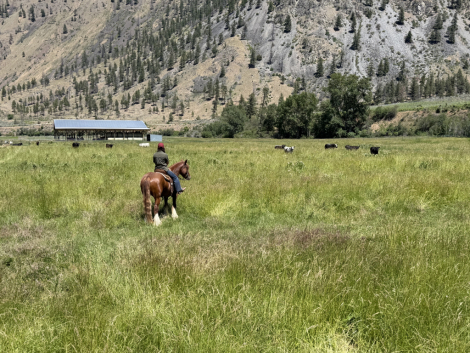HorseID: 2315831 PWR Copper (Caesar) - PhotoID: 1102077
