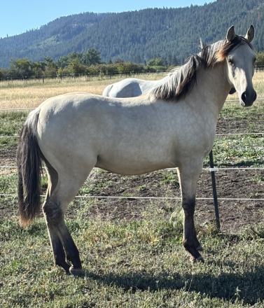 HorseID: 2315832 Bar DS John Donne - PhotoID: 1102078