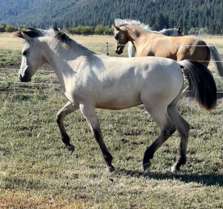 HorseID: 2315832 Bar DS John Donne - PhotoID: 1102079