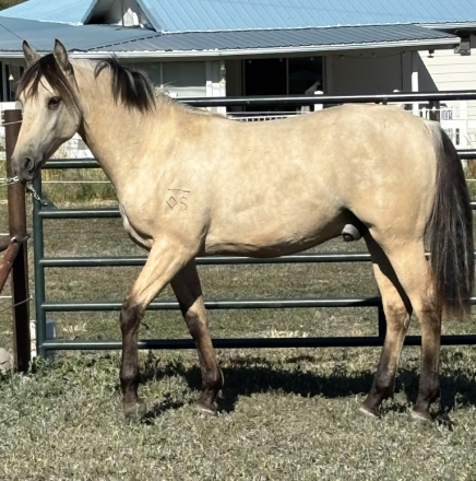 HorseID: 2315832 Bar DS John Donne - PhotoID: 1102080