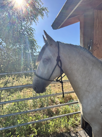HorseID: 2315832 Bar DS John Donne - PhotoID: 1102081