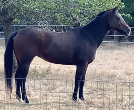 HorseID: 2315834 Ribanna - PhotoID: 1102083