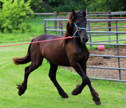 HorseID: 2315836 Smoketown Lottie - PhotoID: 1102085