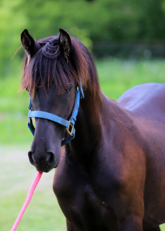 HorseID: 2315836 Smoketown Lottie - PhotoID: 1102086