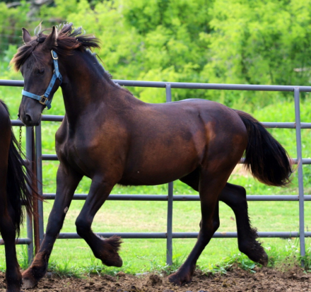 HorseID: 2315836 Smoketown Lottie - PhotoID: 1102087
