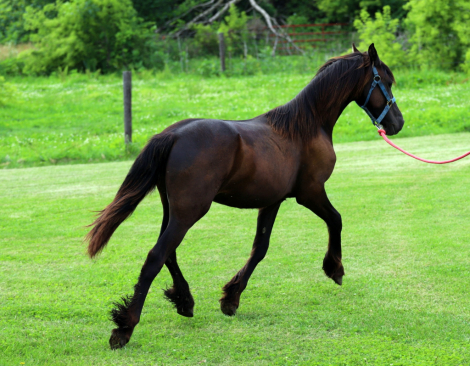 HorseID: 2315836 Smoketown Lottie - PhotoID: 1102088