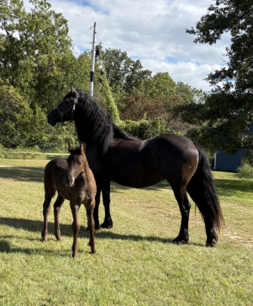 HorseID: 2315836 Smoketown Lottie - PhotoID: 1102254