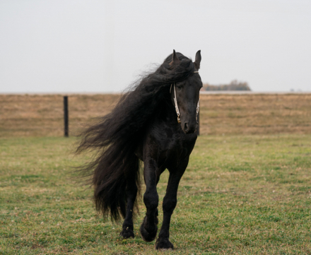 HorseID: 2315836 Smoketown Lottie - PhotoID: 1102255