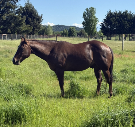 HorseID: 2315840 Bowmans Beethoven - PhotoID: 1102115