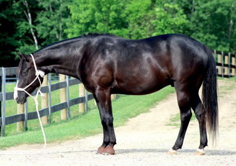 HorseID: 2315841 Docs Hot Tater Tot - PhotoID: 1102090