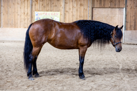 HorseID: 2315843 Eds Dancing Raven - PhotoID: 1102091