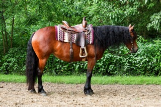 HorseID: 2315843 Eds Dancing Raven - PhotoID: 1102092
