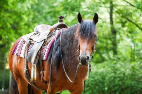HorseID: 2315843 Eds Dancing Raven - PhotoID: 1102094