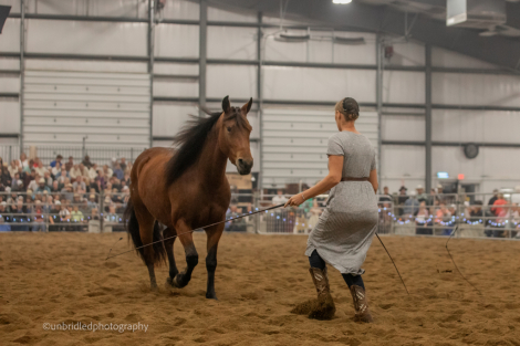 HorseID: 2315843 Eds Dancing Raven - PhotoID: 1102096
